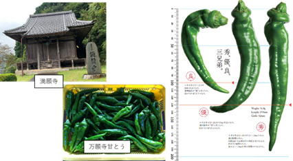 京野菜×IoT　万願寺甘とうスマート農業プロジェクト